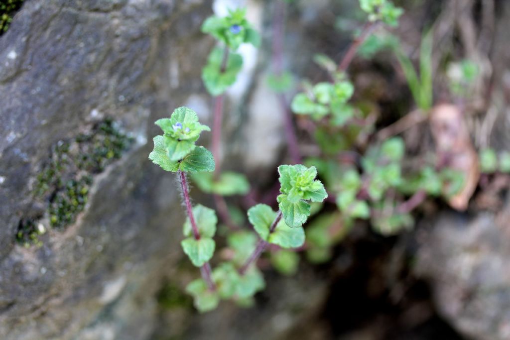 Veronica arvensis