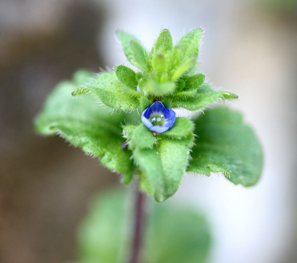 Veronica arvensis