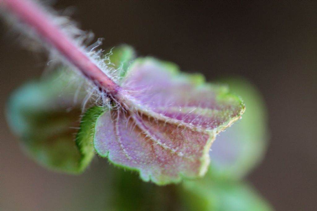 Veronica arvensis