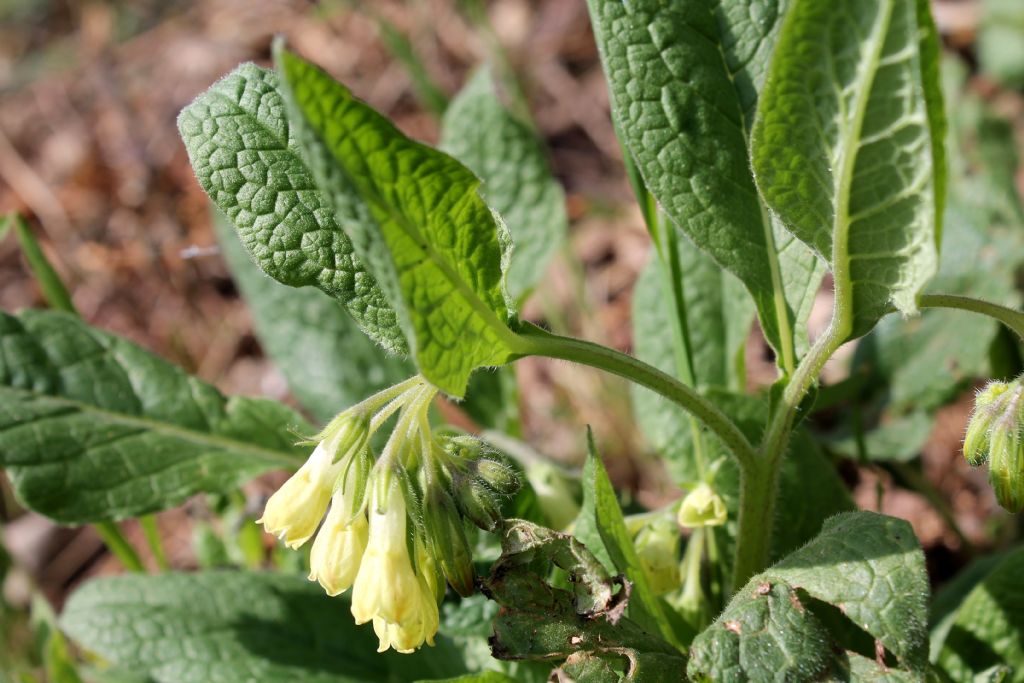 symphytum tuberosum symphytum tuberosum