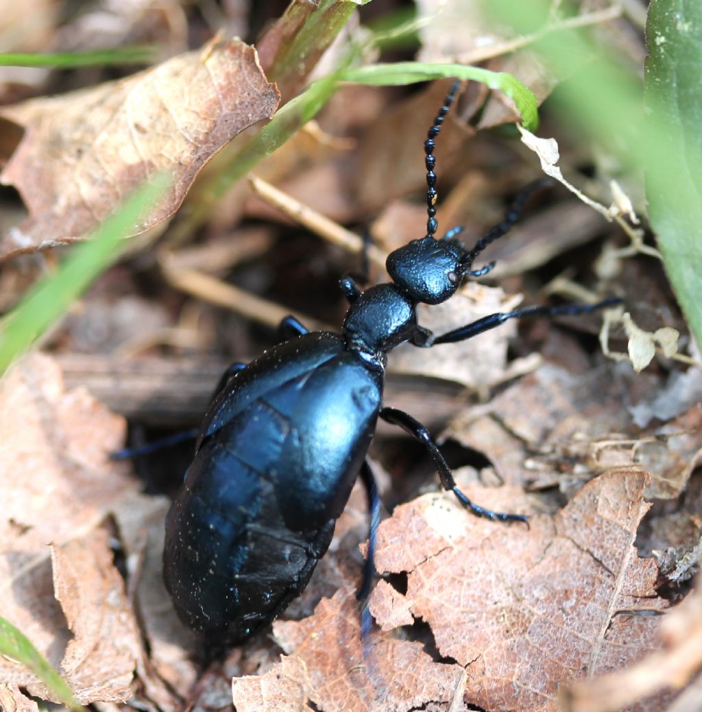 Meloe violaceus, Meloidae