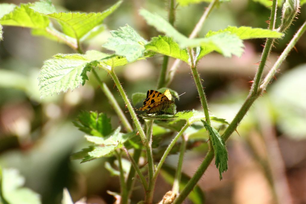 Piccola e gialla - Pseudopanthera macularia