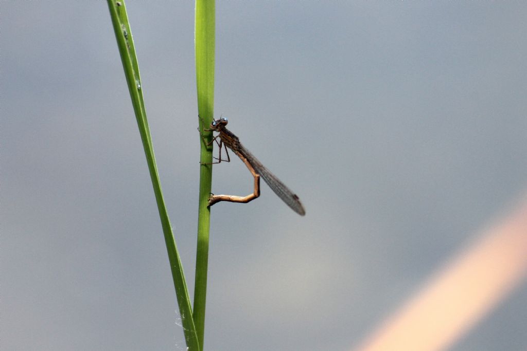 Sympecma paedisca in ovideposizione !!!