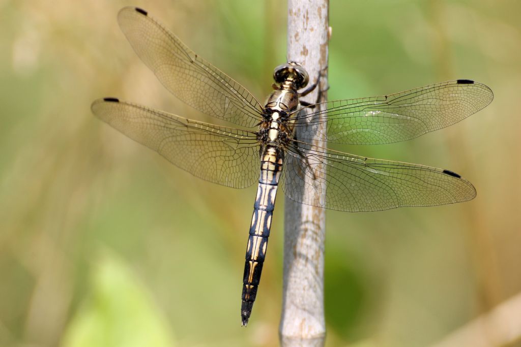Libellula...? Orthetrum albistylum