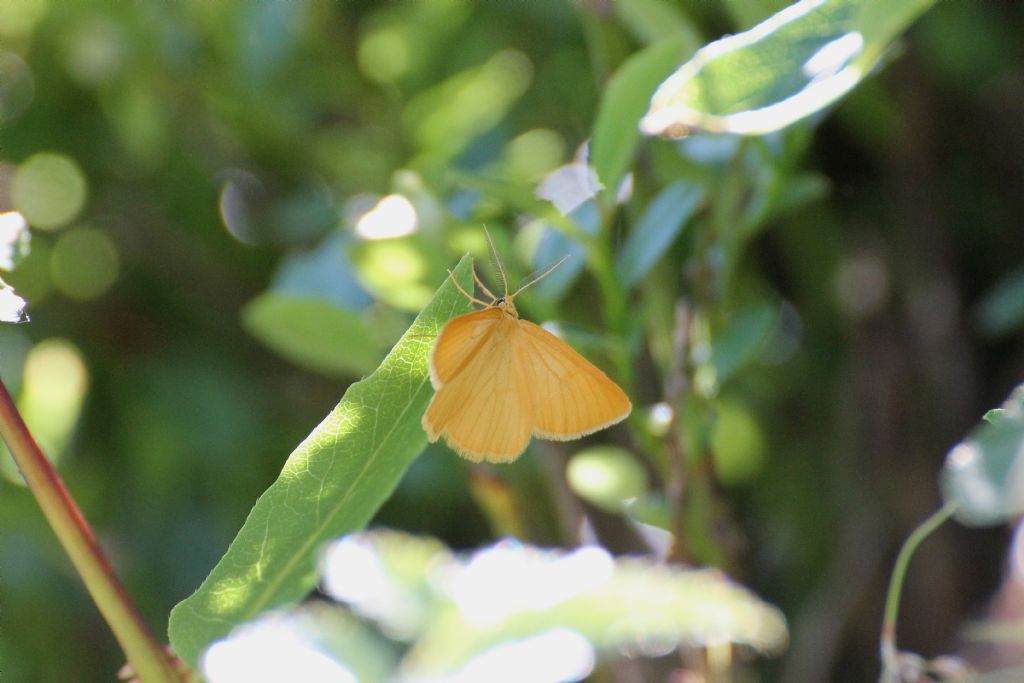 Falena - Crocota sp. Geometridae