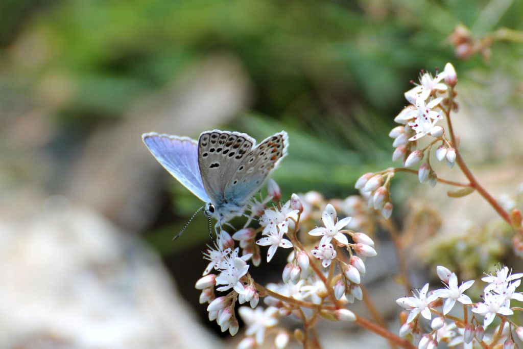 Forse un Plebejus? No, Polyommatus (Polyommatus) escheri