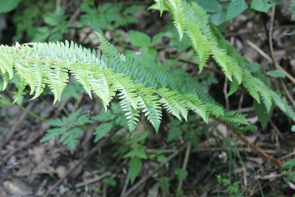 PPolystichum aculeatum?