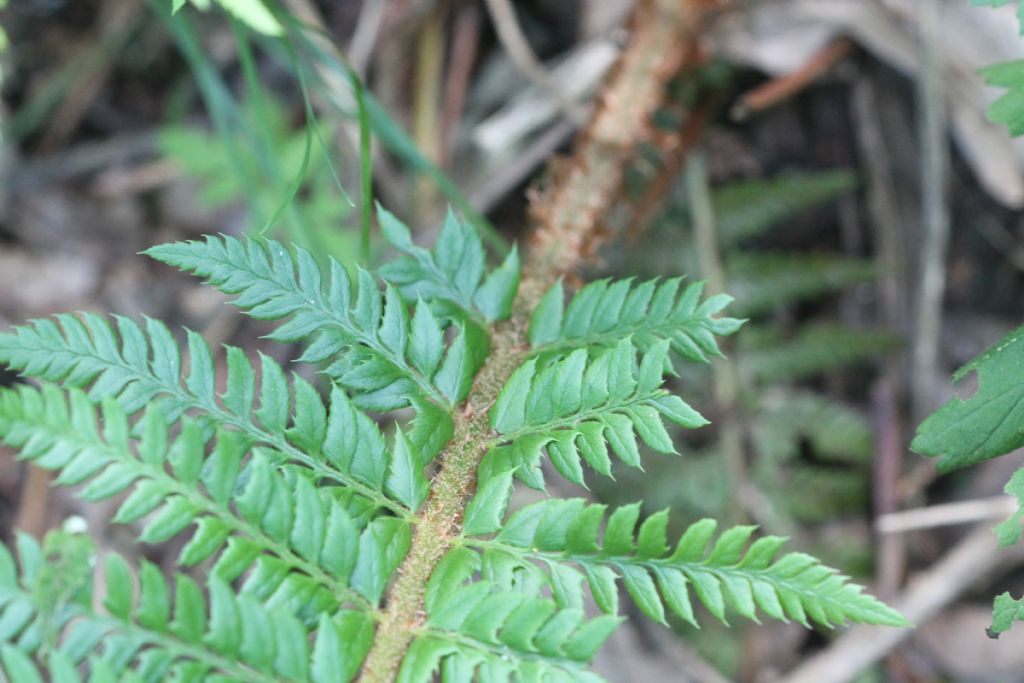 PPolystichum aculeatum?