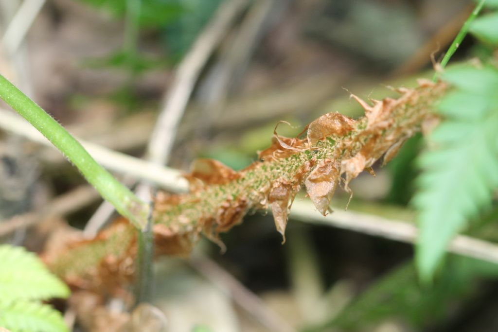PPolystichum aculeatum?