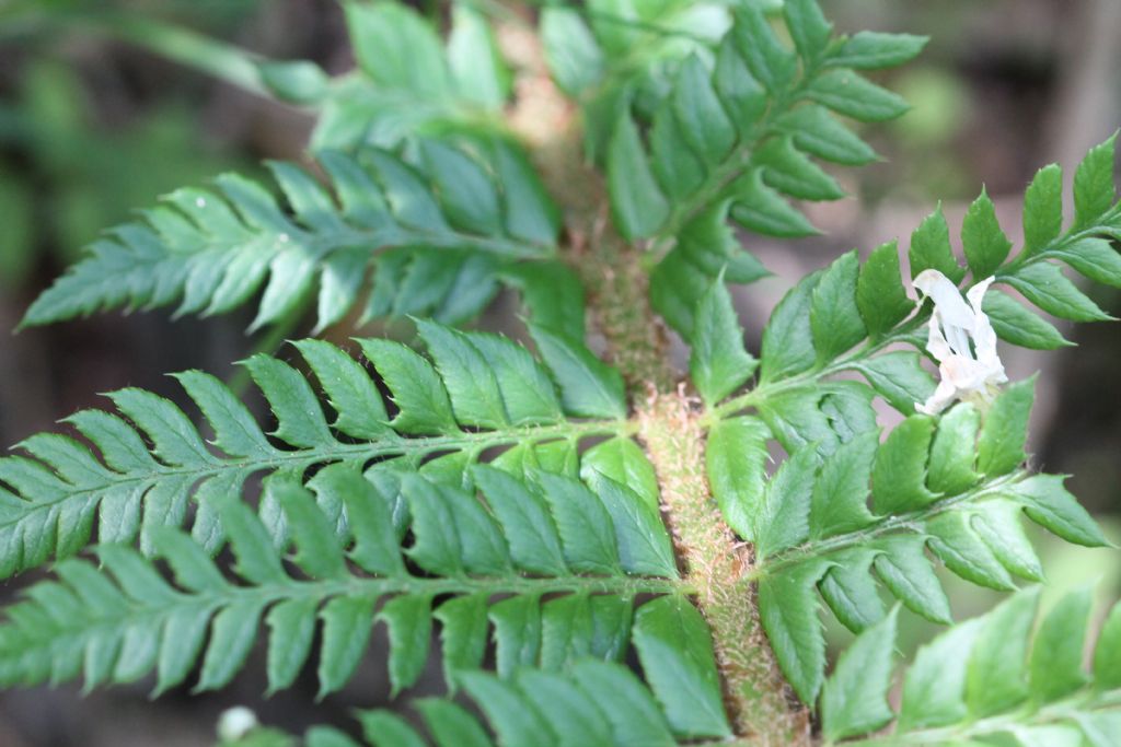 PPolystichum aculeatum?