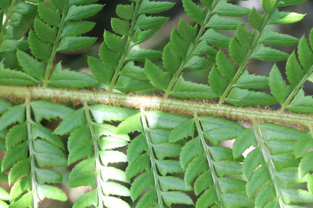 PPolystichum aculeatum?