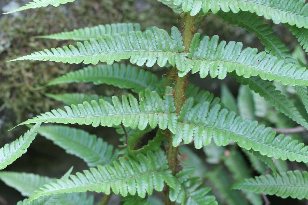 Dryopteris affinis ssp. Borreri