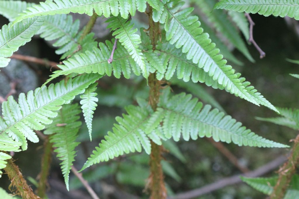Dryopteris affinis ssp. Borreri