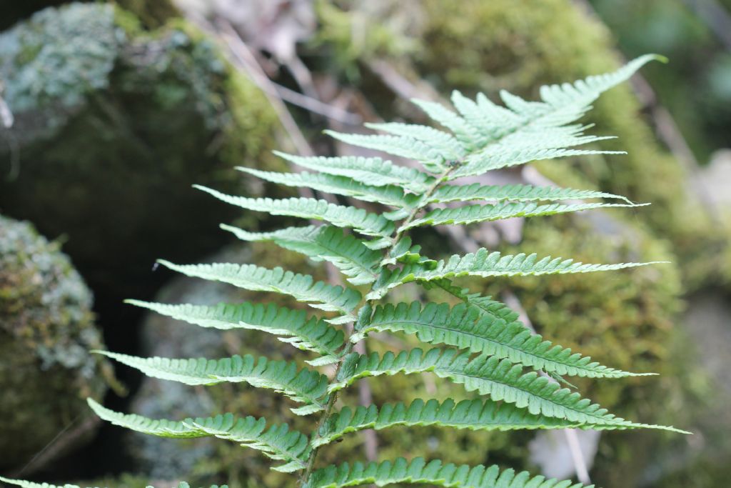 Dryopteris affinis ssp. Borreri