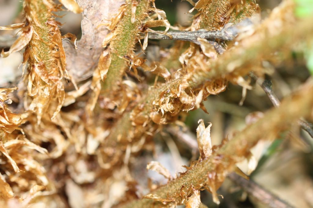 Dryopteris affinis ssp. Borreri