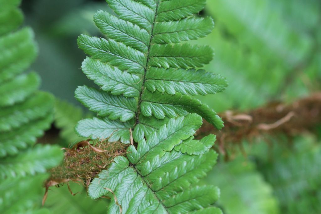 Dryopteris affinis ssp. Borreri
