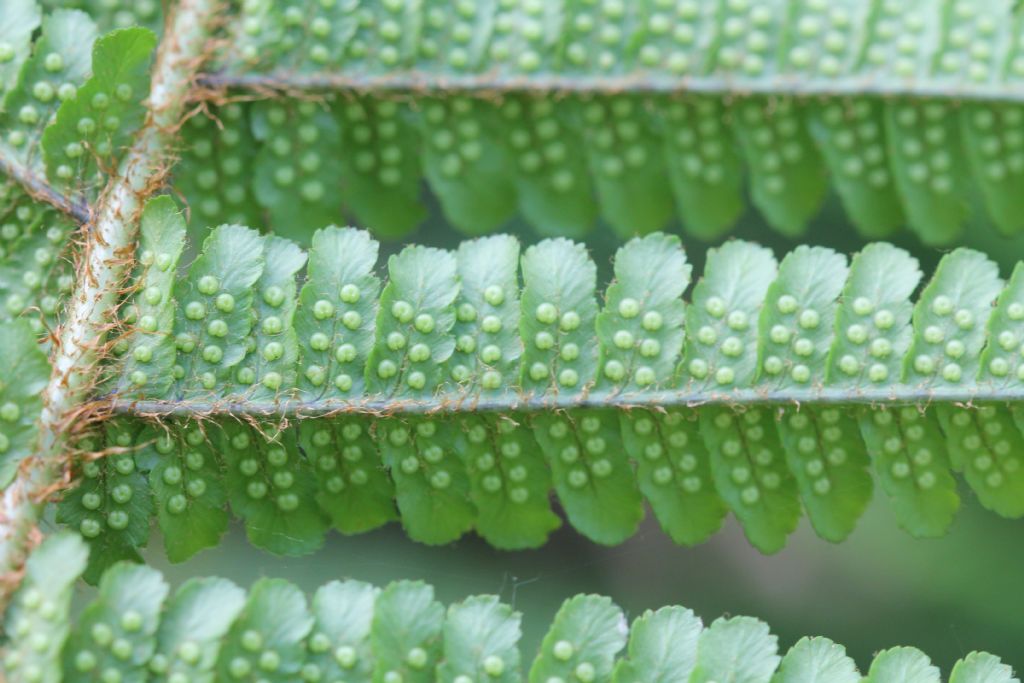 Dryopteris affinis ssp. Borreri