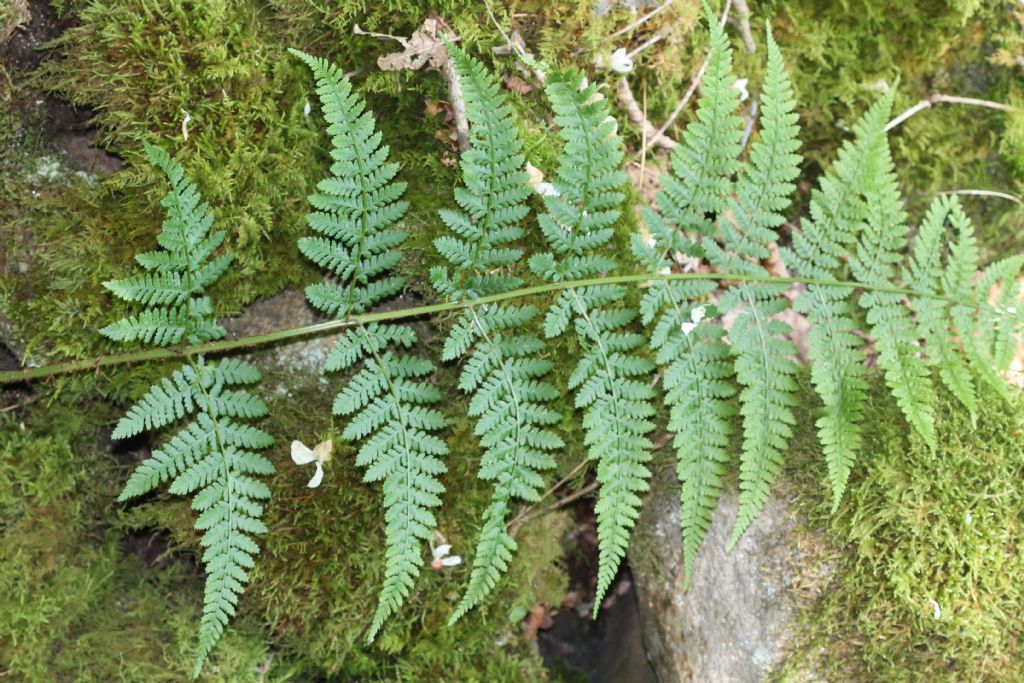 Dryopteris dilatata?