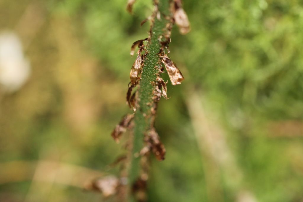 Dryopteris dilatata?