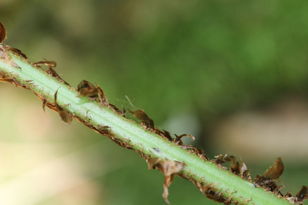 Dryopteris dilatata?