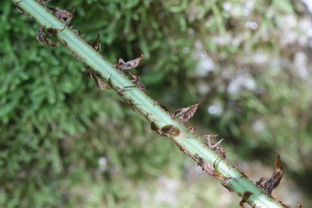 Dryopteris dilatata?