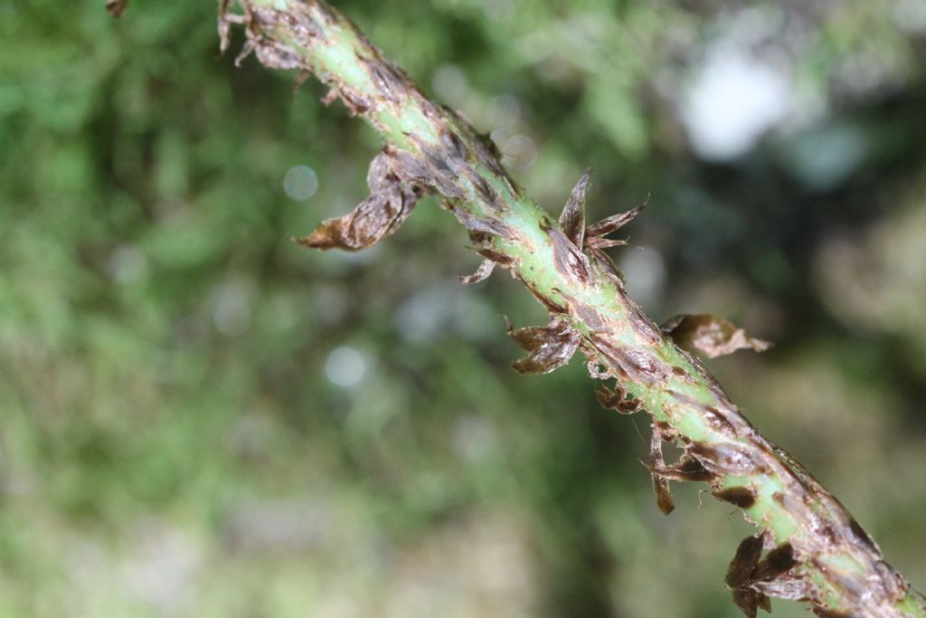 Dryopteris dilatata?