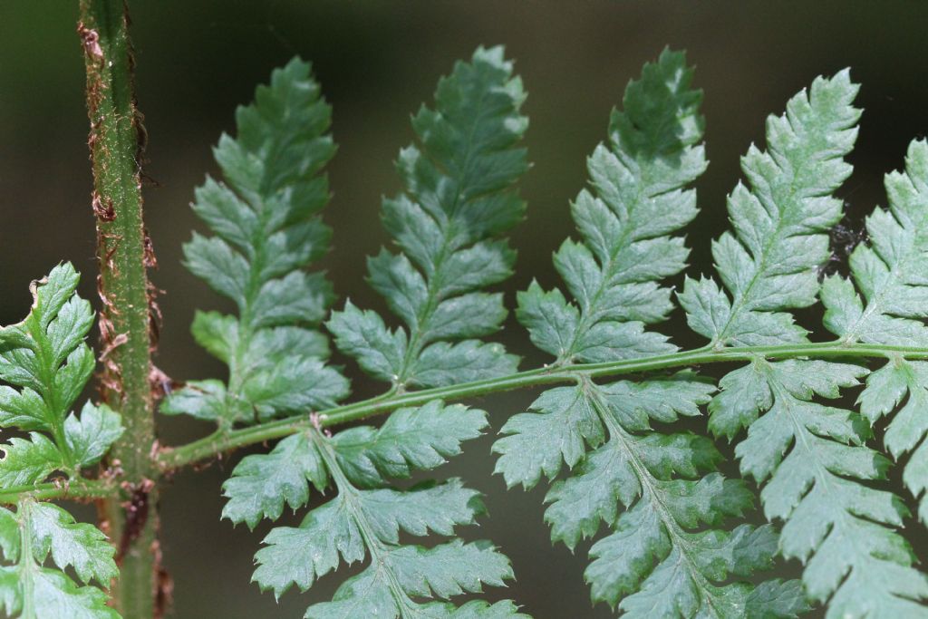 Dryopteris dilatata?