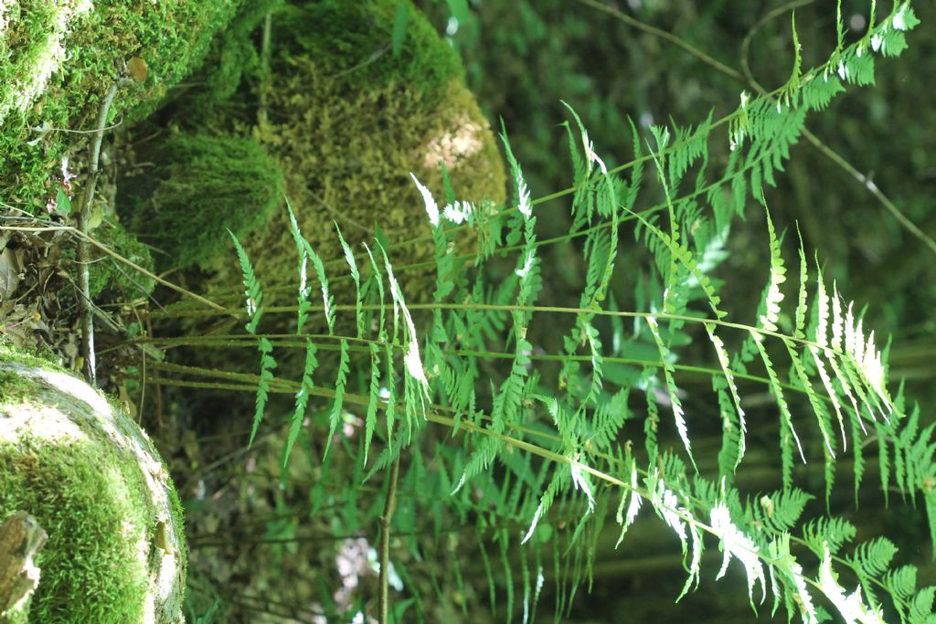 Dryopteris carthusiana?
