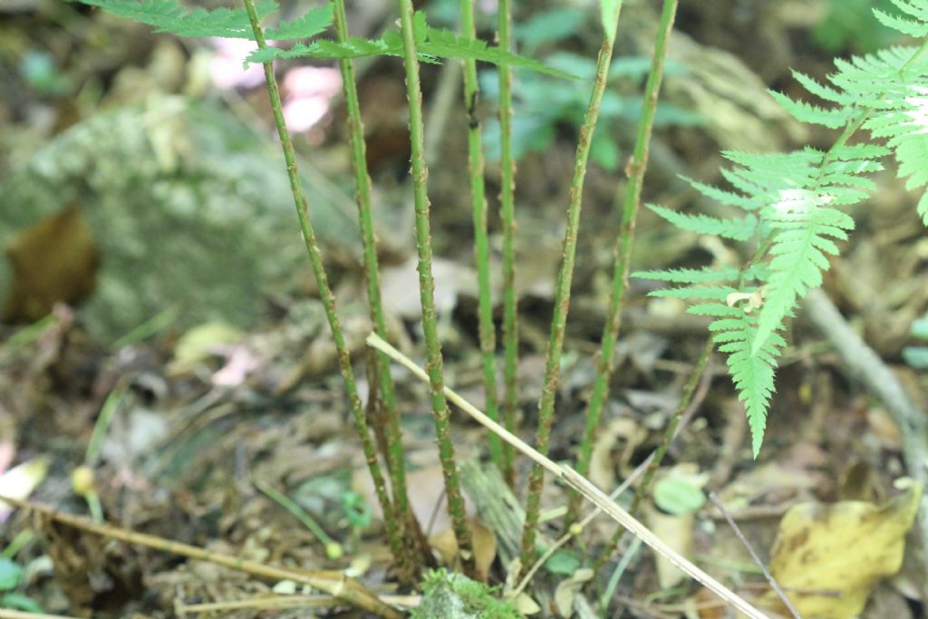 Dryopteris carthusiana?