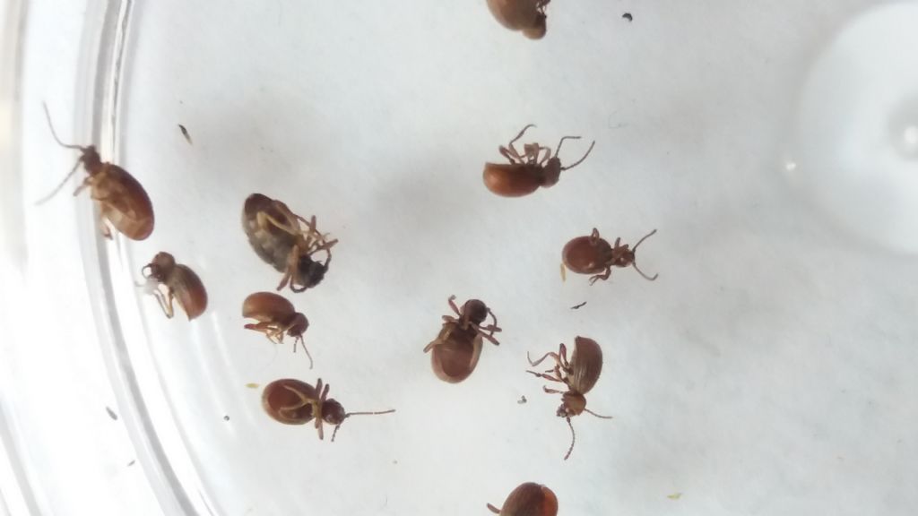 Anobiidae Ptininae: cfr. Ptinus sp.