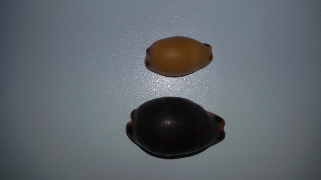 luria lurida