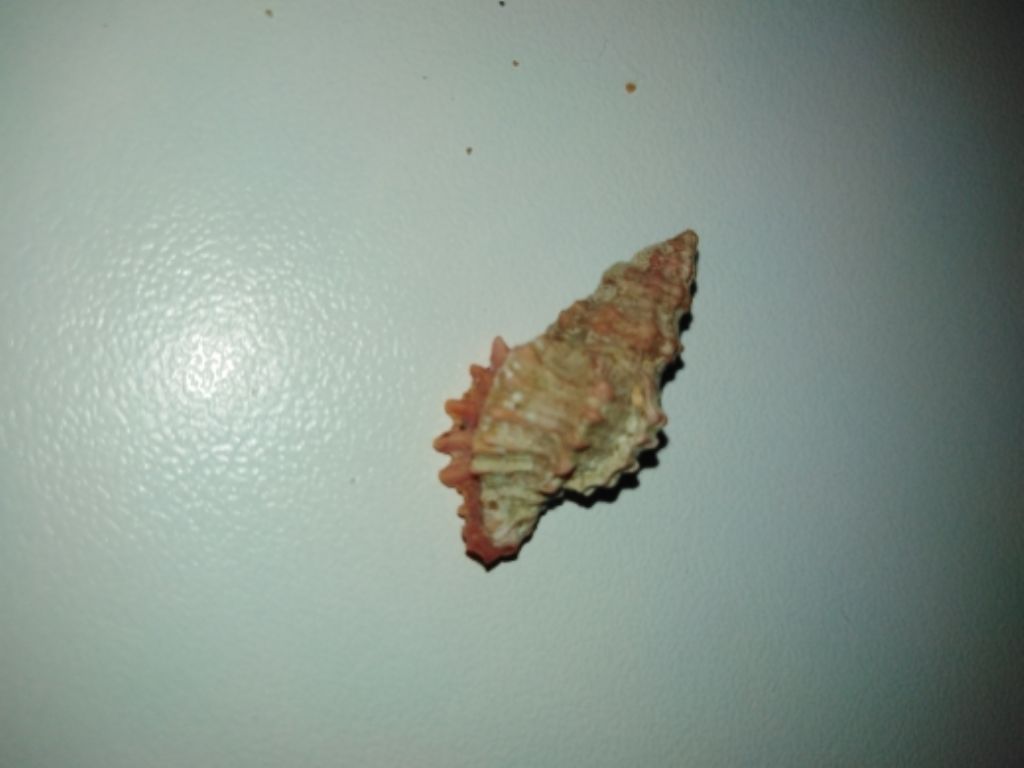 identificare
