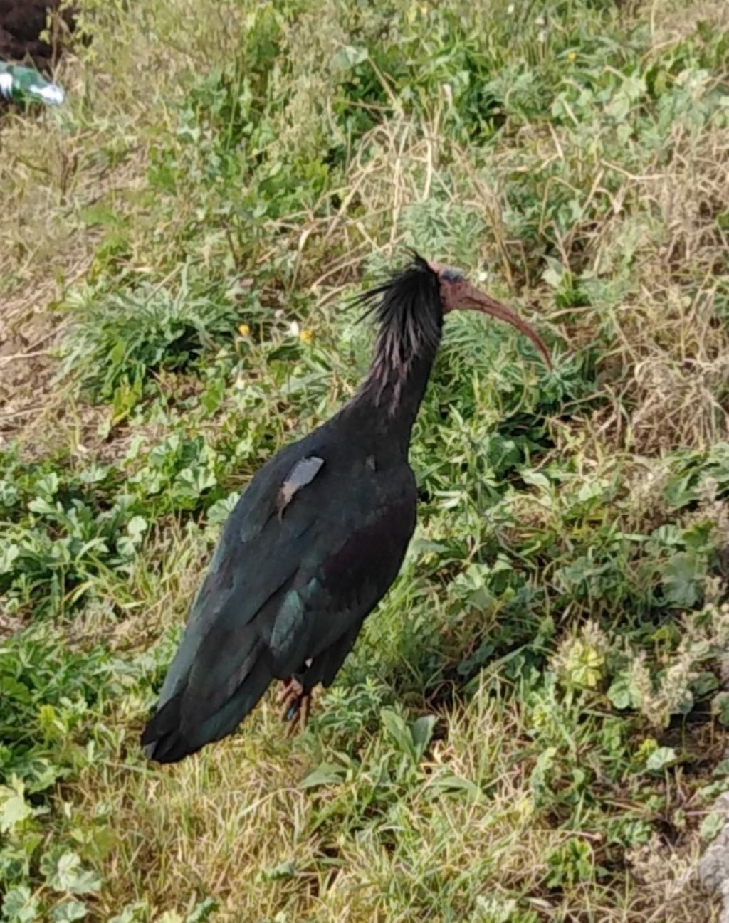 Ibis Eremita 