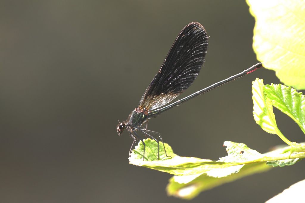 Calopteryx haemorrhoidalis