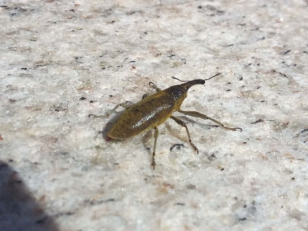 Curculionidae: Lixus (Dilixellus) pulverulentus