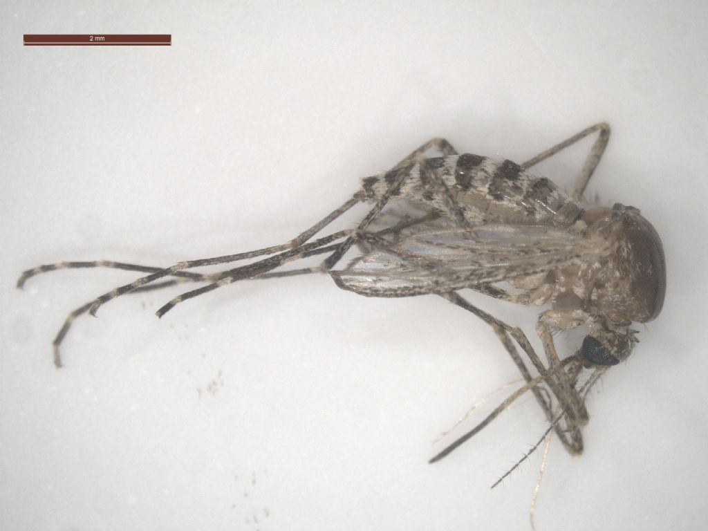 Culicidae da identificare