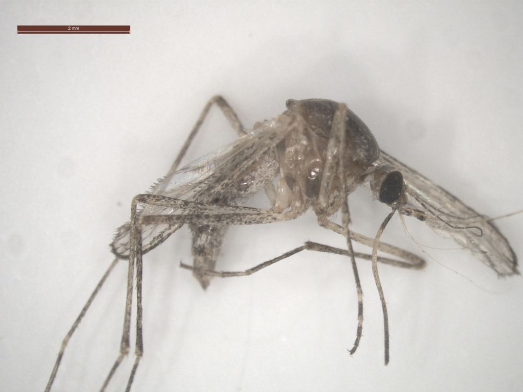 Culicidae da identificare