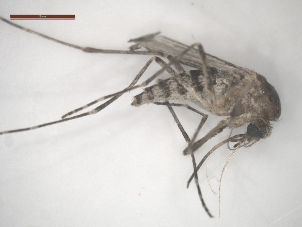 Culicidae da identificare