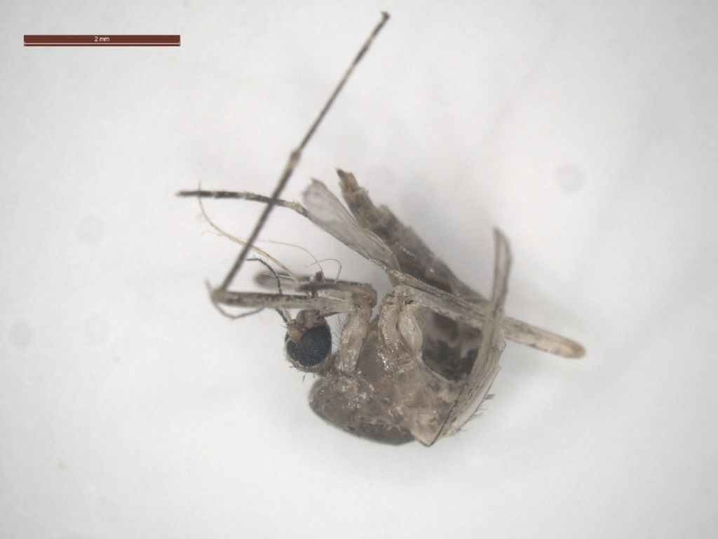 Culicidae da identificare