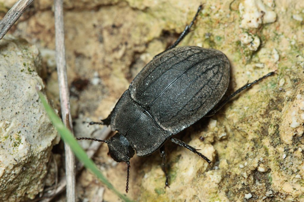 Da identificare: Alphasida grossa ssp. melitana