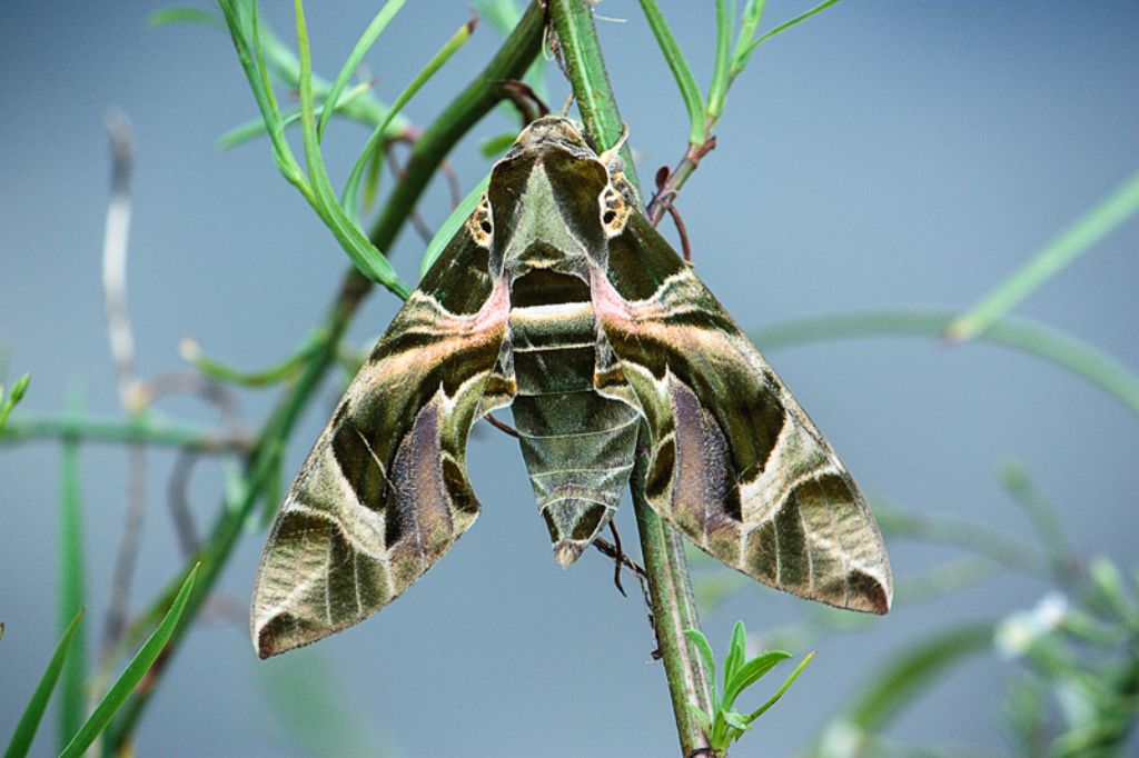 Hyles euphorbiae ??? no, Daphnis nerii di Malta