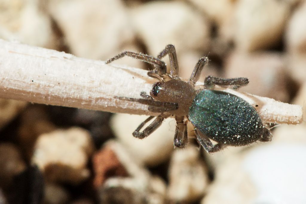 Gnaphosidae - Malta