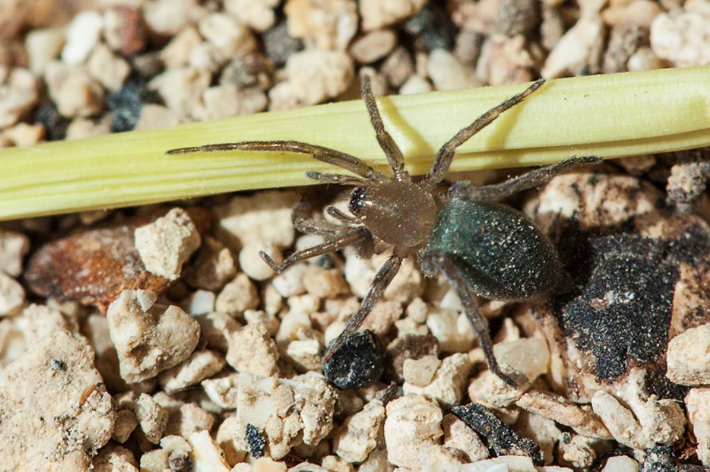 Gnaphosidae - Malta