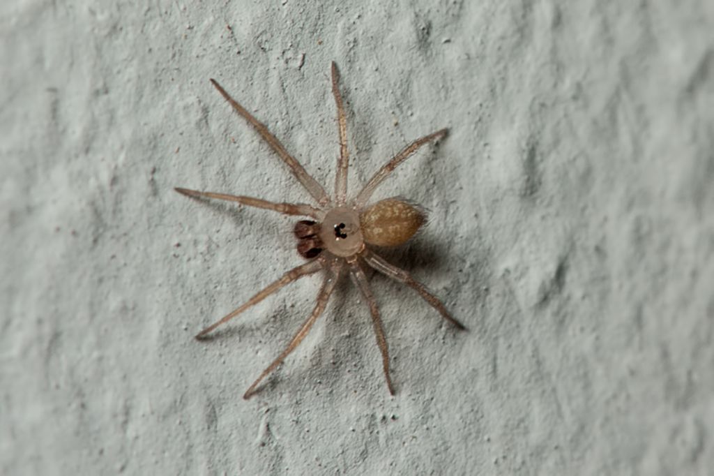 maschio di Oecobius sp. - Malta