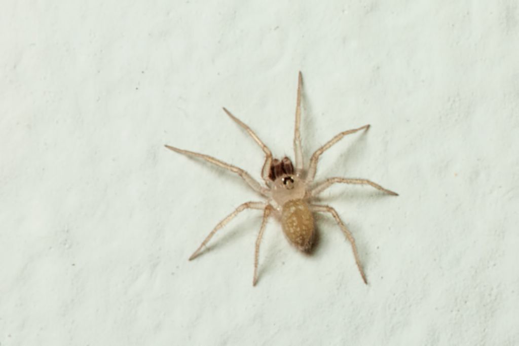 maschio di Oecobius sp. - Malta