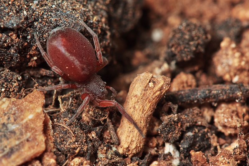 Prodidomus cfr. amaranthinus - Malta