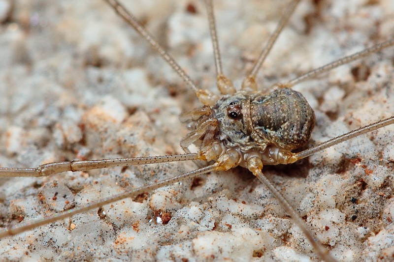 Phalangium targionii (?) from Malta