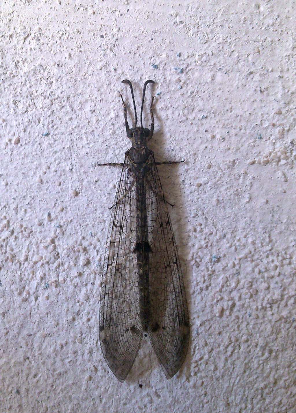 Distoleon tetragrammicus