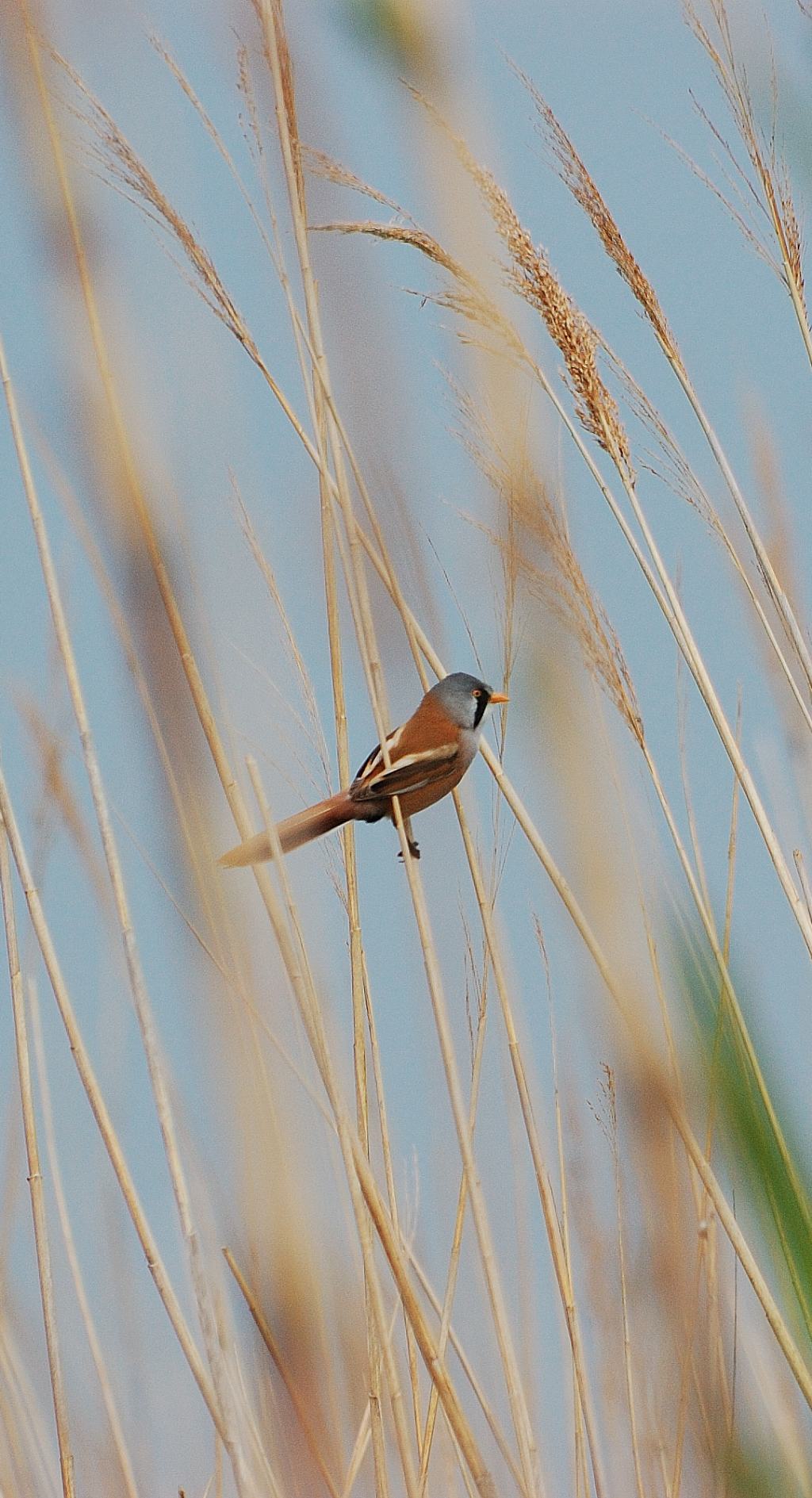 Scatti dalla Camargue