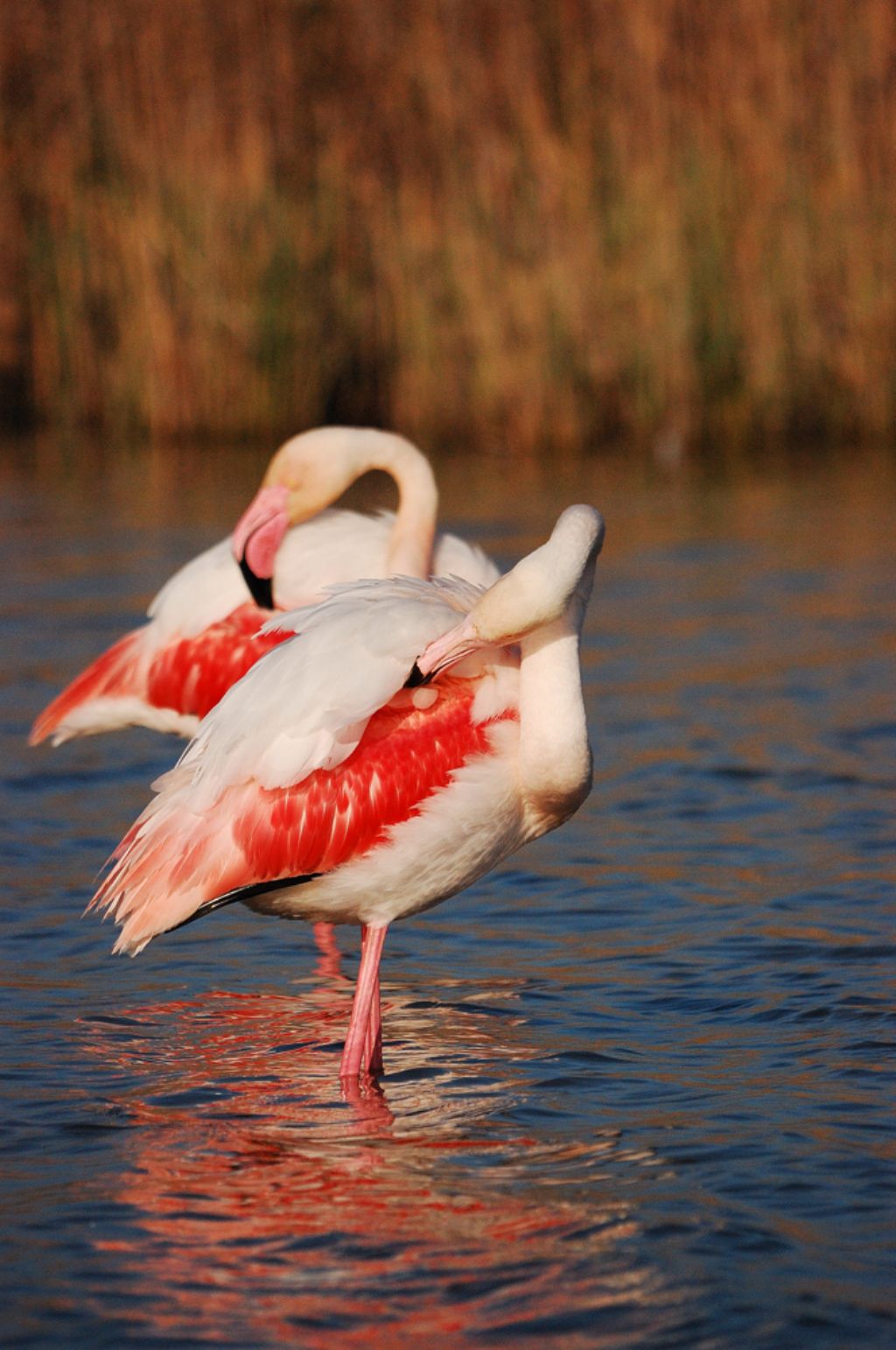 Scatti dalla Camargue